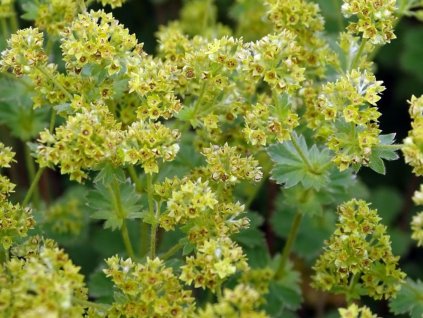 Kontryhel erythropoda - Alchemilla erythropoda
