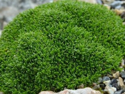 Písečnice stellata 'Minima' - Minuartia stellata 'Minima'