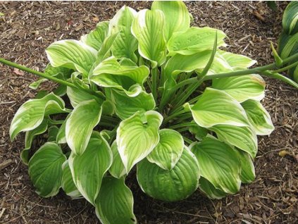Bohyška 'Fragrant Bouquet' - Hosta 'Fragrant Bouquet'