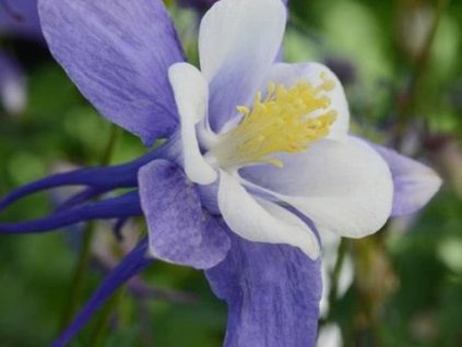 purple blue