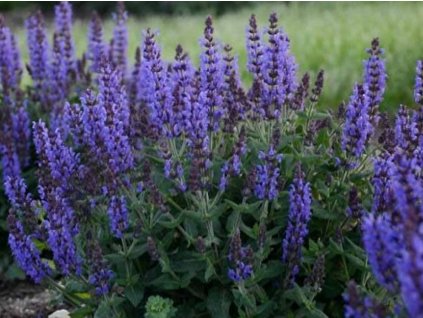 Šalvěj hajní 'Synchro Blue' - Salvia nemorosa 'Synchro Blue'