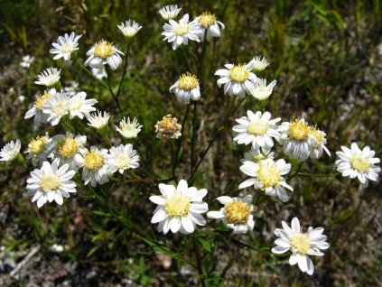Hvězdnice bertrámová - Aster ptarmicoides
