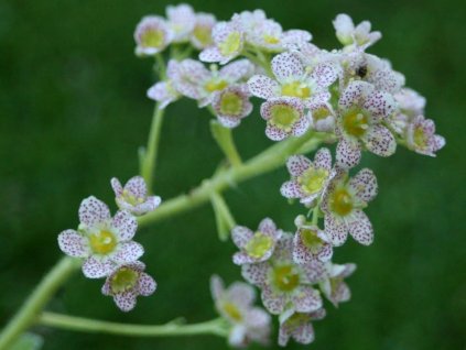 97463 1 lomikamen canis dalmatica saxifraga canis dalmatica