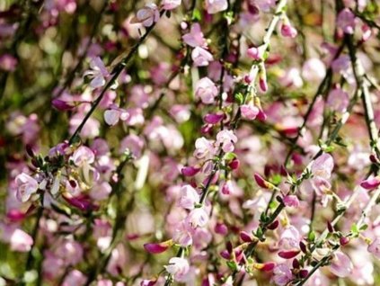 Čilimník 'Moyclare Pink'
