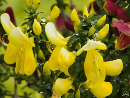 Cytisus Luna (2)