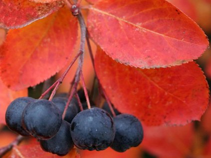 Černý jeřáb 'Autumn Magic'  Aronia melanocarpa 'Autumn Magic'