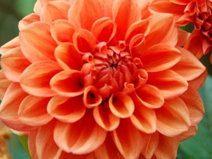 orange nuget