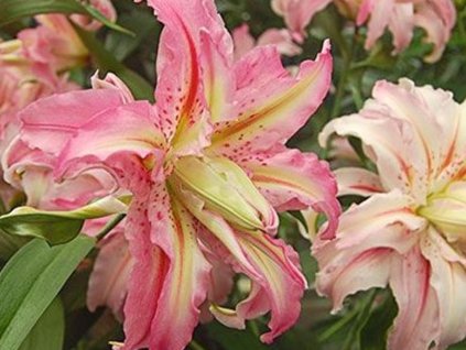 Lilie 'Broken Heart'