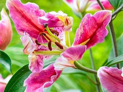 pink cariba