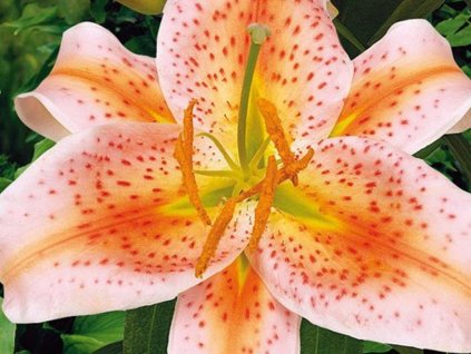 salmon star