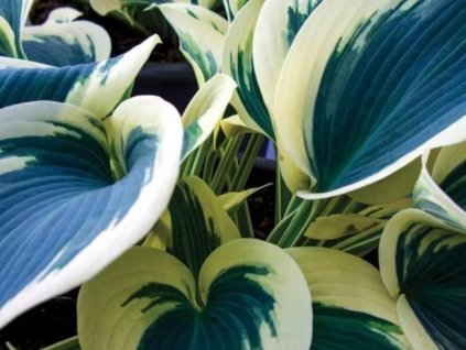 blue siory