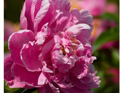 98252 pivonka cinska felix crousse