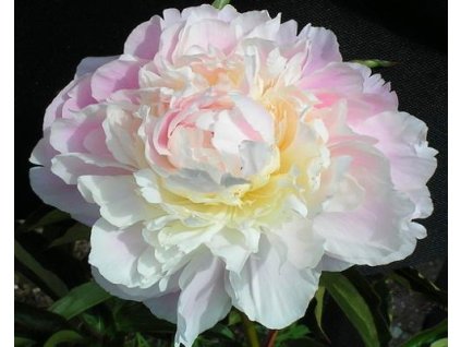 98258 pivonka cinska shirley temple