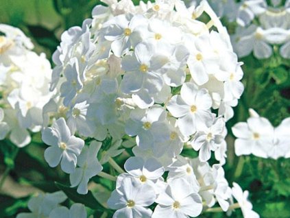 Plaménka latnatá 'David' - Phlox paniculata 'David'