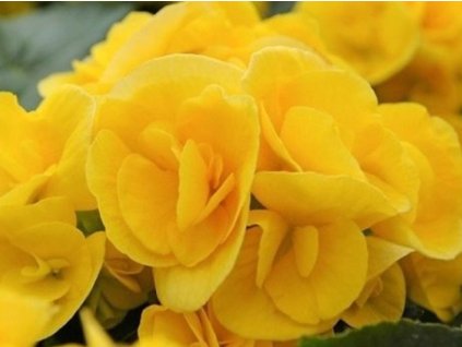non stop yellow