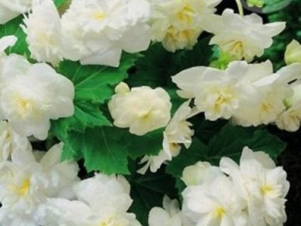 drobnokv�t� white