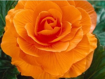 double orange