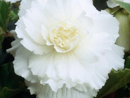 begonie white
