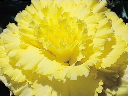bagonie yellow