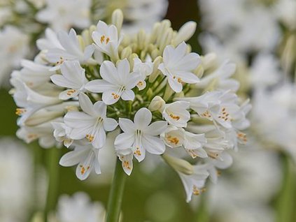 AGAP EVERWHITE H59057