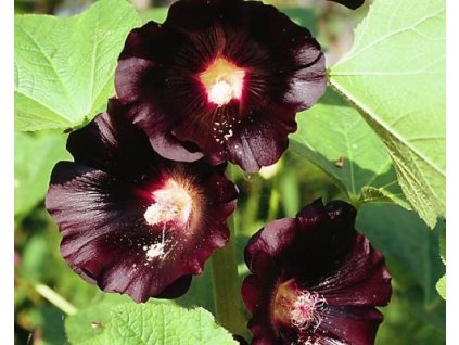 nigra