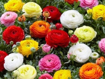 Pryskyřník asijský - mix