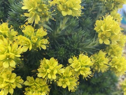 Lomikámen jalovcolistý - Saxifraga juniperifolia
