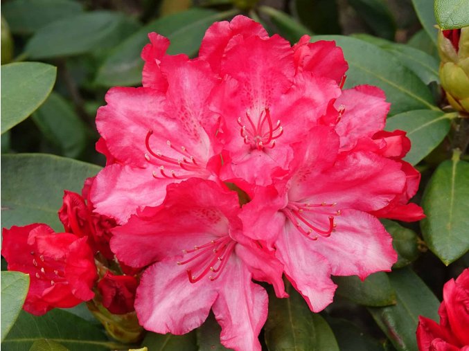 58116 1 rododendron astrid