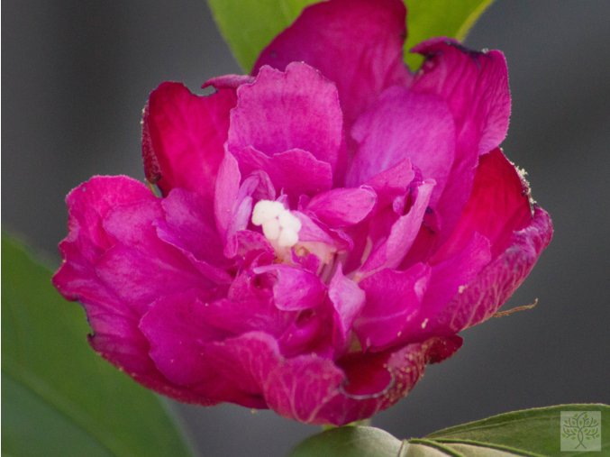hibiscus syriacus purpurový poloplný