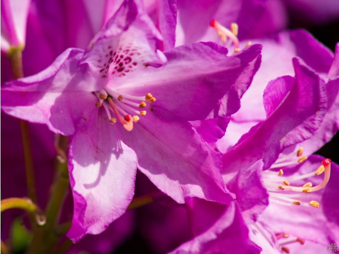 87266 rododendron boleslaw chrobry royal lilac