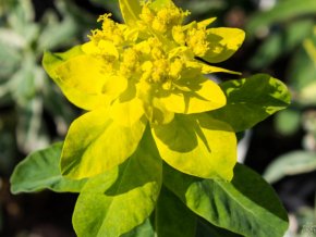 Pryšec mnohobarvý ´Lacey´ - Euphorbia polychroma 'Lacey'