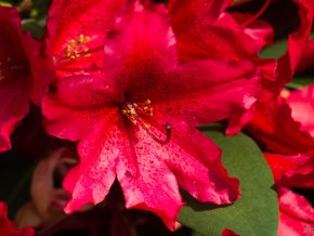 Rododendron ´Taragona´ (Balení kontejner p9)