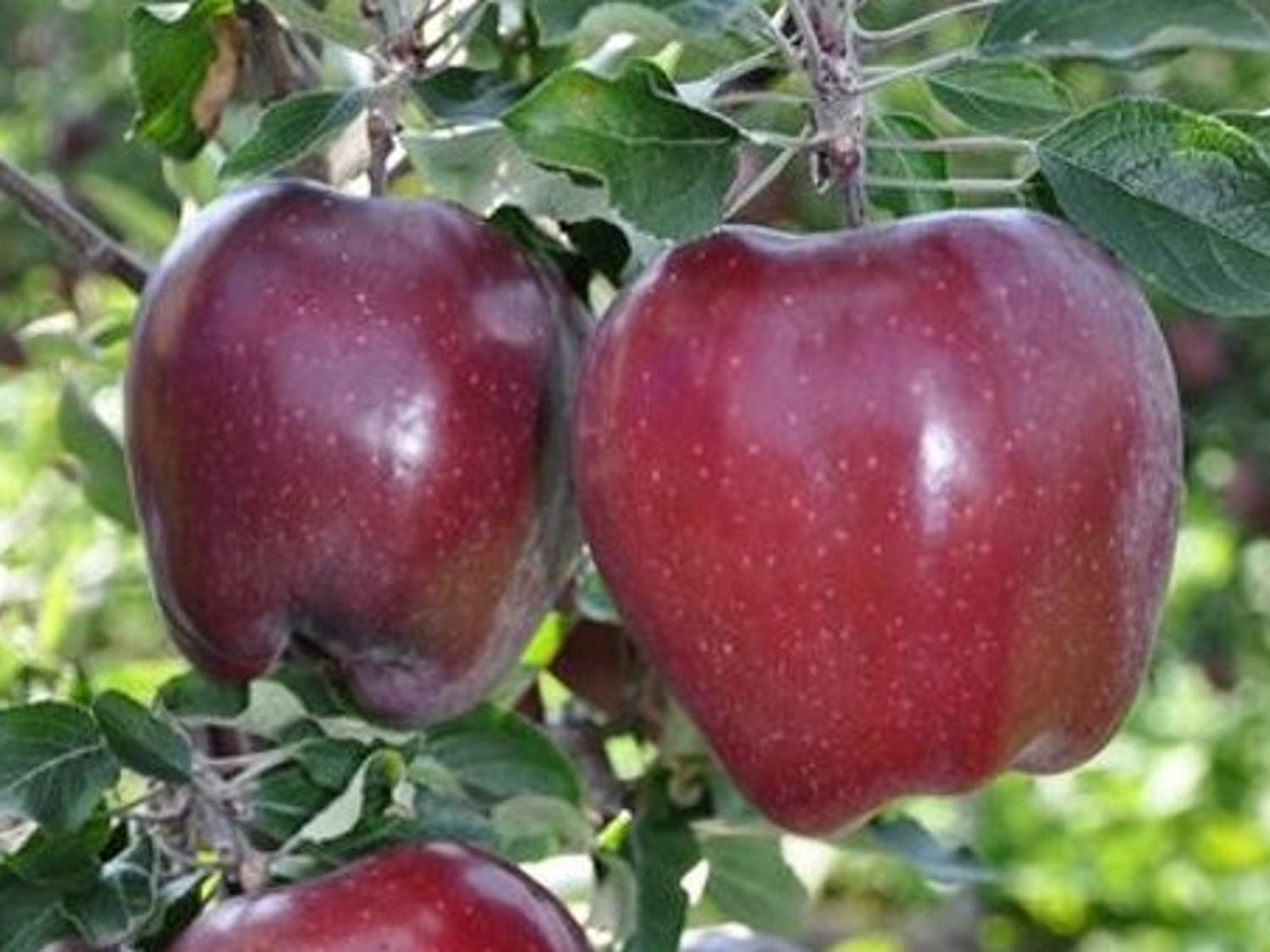 Jabloň ´King Roat' Red Delicious Zahradnictví Spomyšl