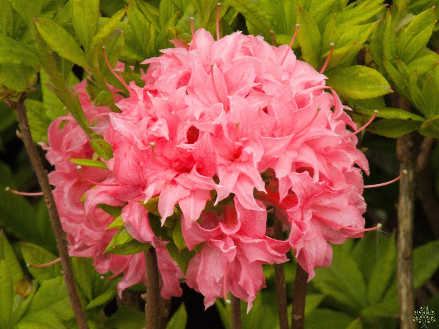 Azalka lepkav 'Millennium' Rhododendron viscosum 'Millennium -  Zahradnictv Spomyl