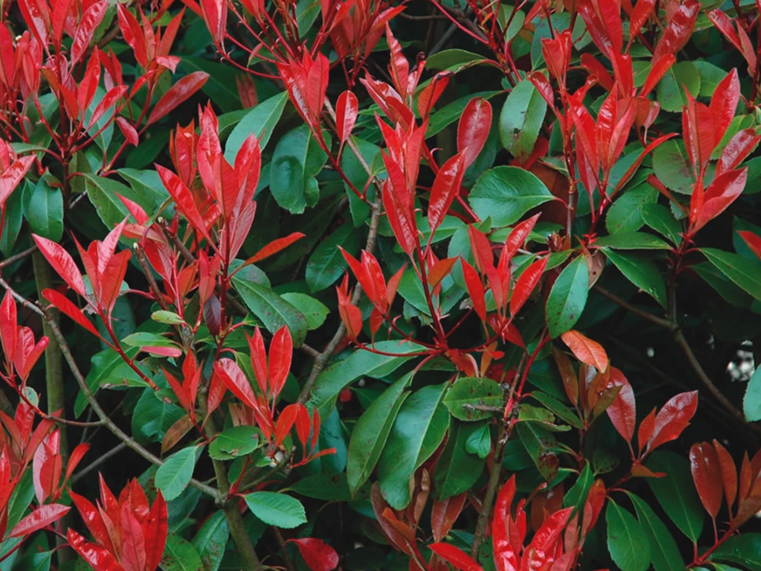 Blskavka Fraserova 'Corallina' Photinia fraseri 'Corallina' - Zahradnictv  Spomyl