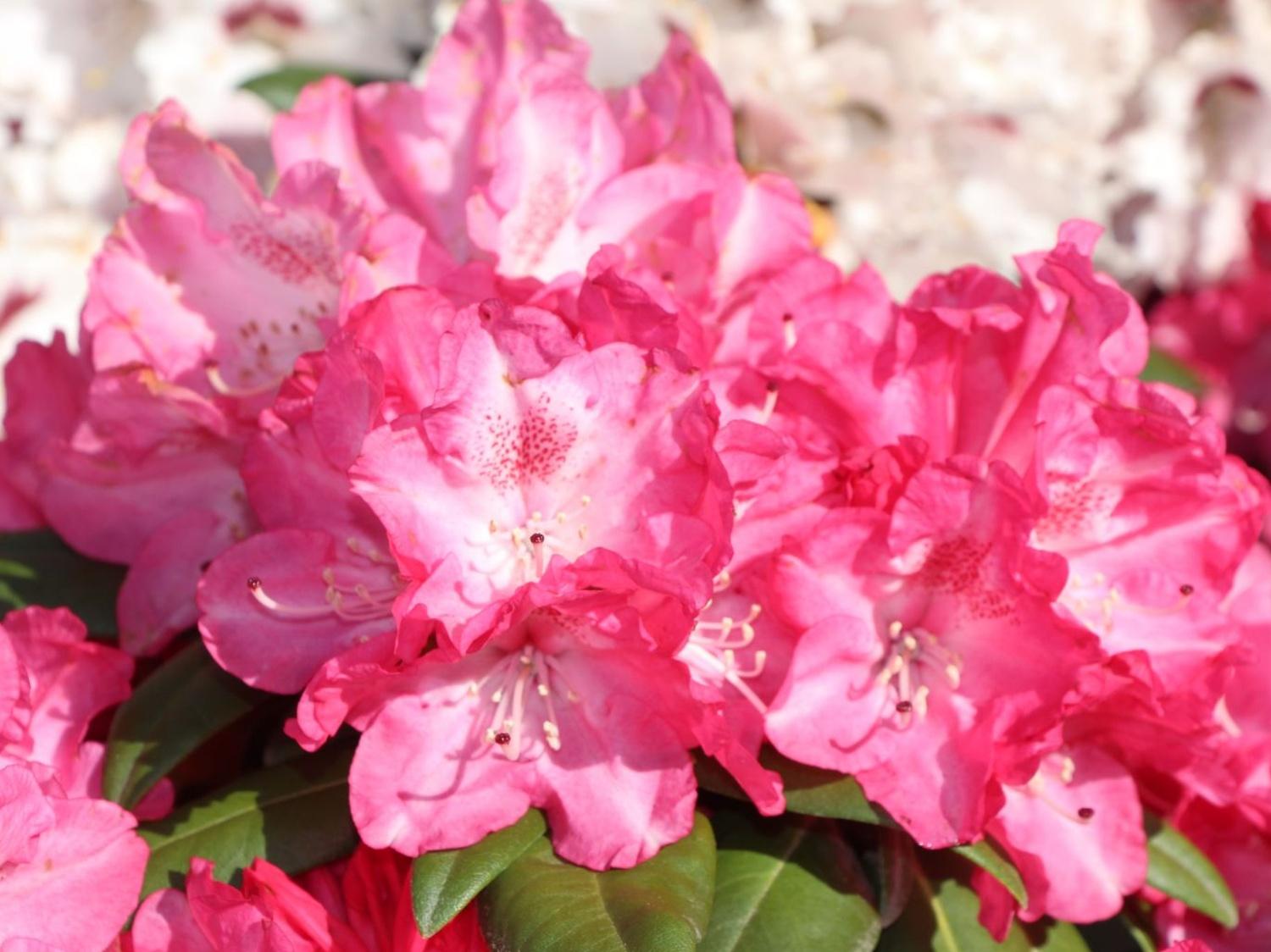 Rododendron 'Anuschka' Rhododendron 'Anuschka' - Zahradnictv Spomyl