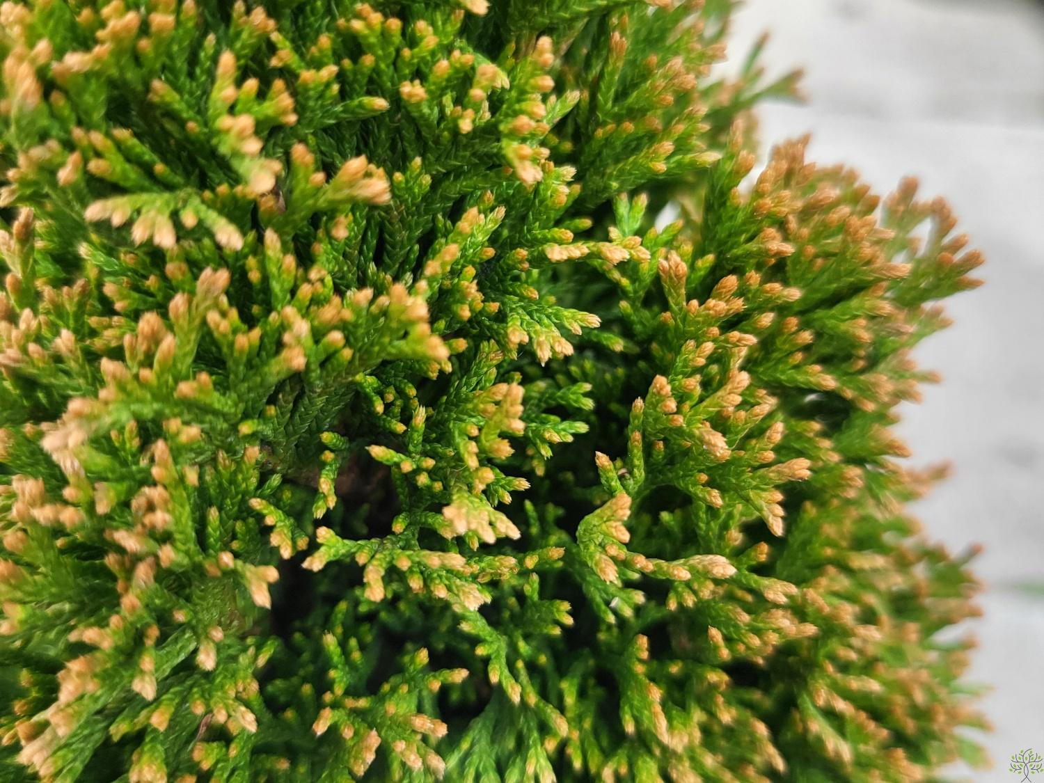 Zerav zpadn 'Maks' Thuja occidentalis 'Maks' - Zahradnictv Spomyl