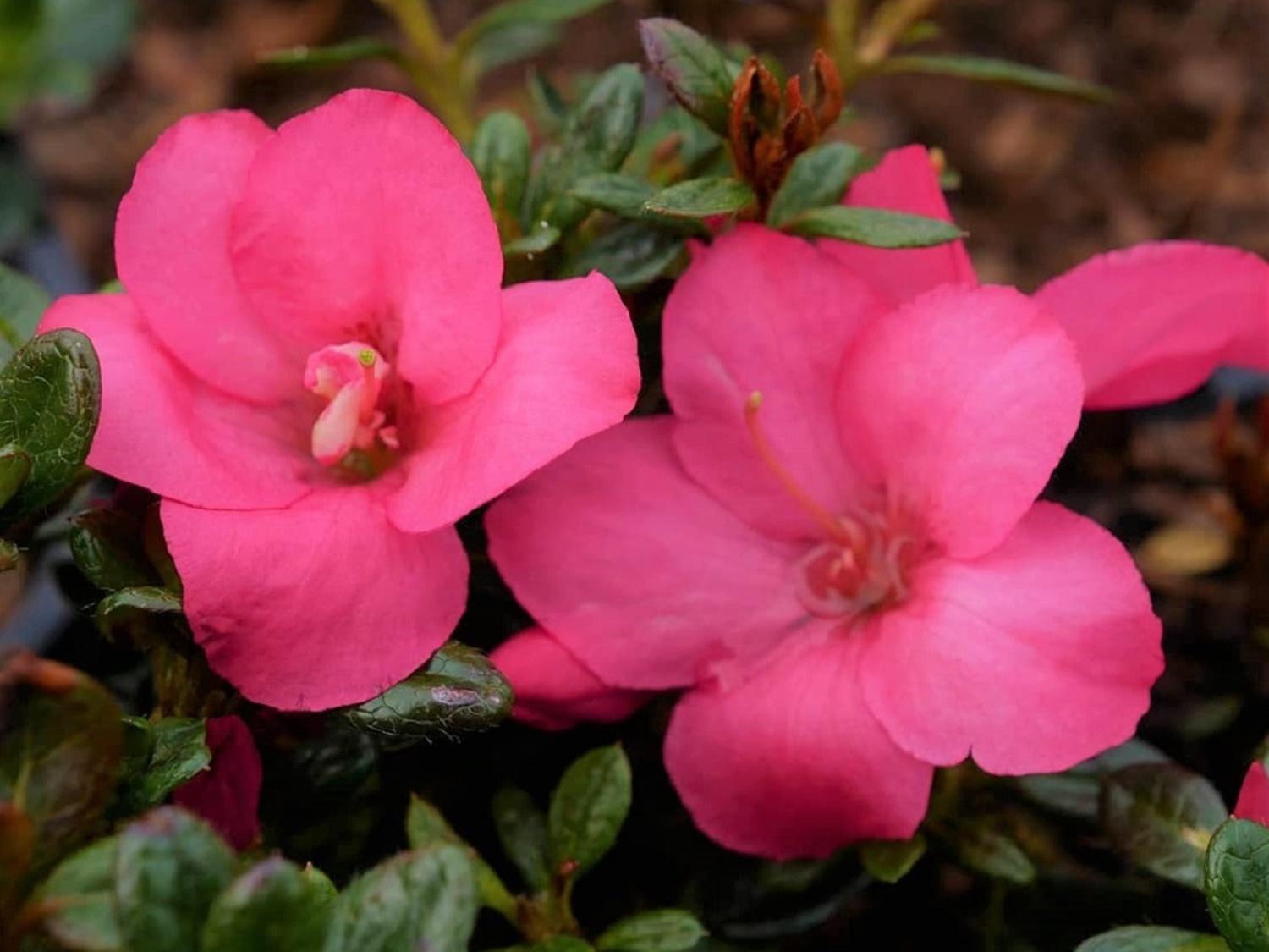 Japonsk azalka 'Anouk' Rhododendron obtusum 'Anouk' - Zahradnictv Spomyl