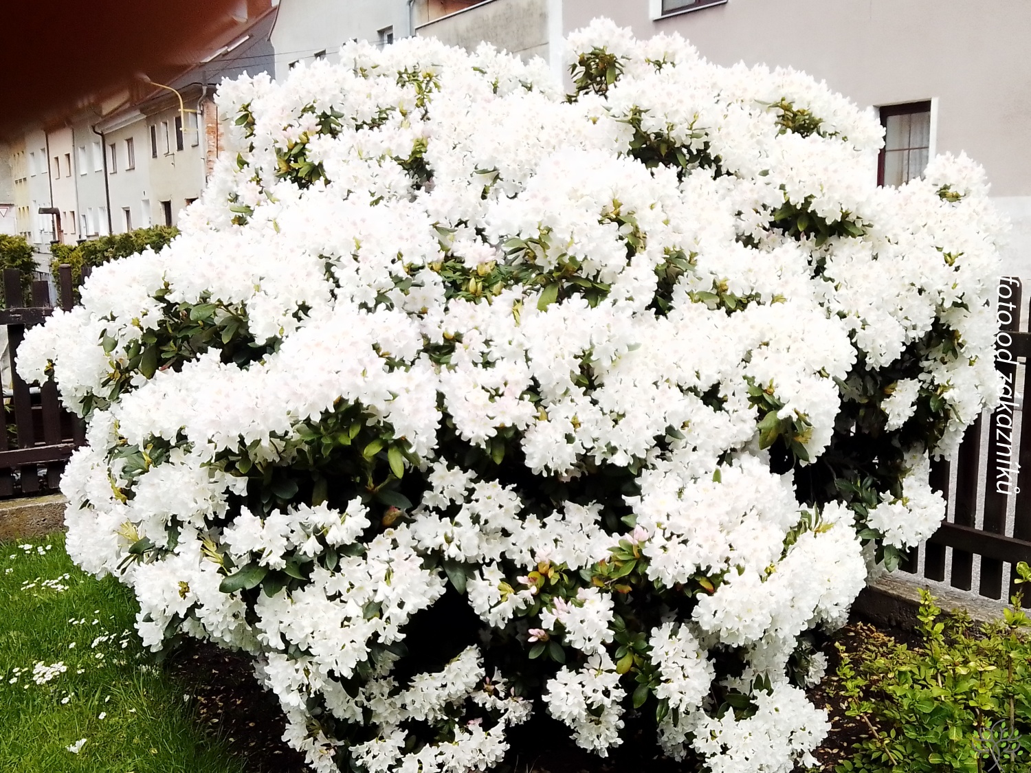 taxus baccata 150 cm Taxus baccata Solitr kaufen? Bestellen Sie einfach online beim Zchter