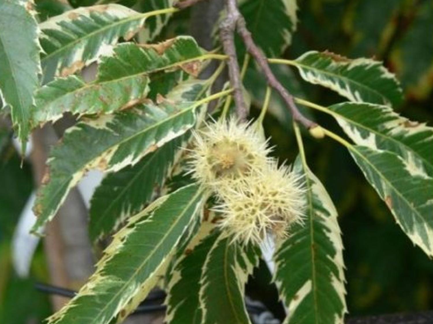 Katan jedl 'Variegata' Castanea sativa 'Variegata' - Zahradnictv Spomyl