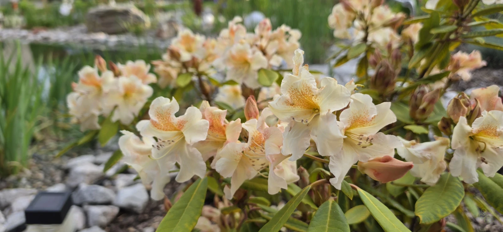Rododendron 'Bernstein' Rhododendron 'Bernstein' - Zahradnictv Spomyl
