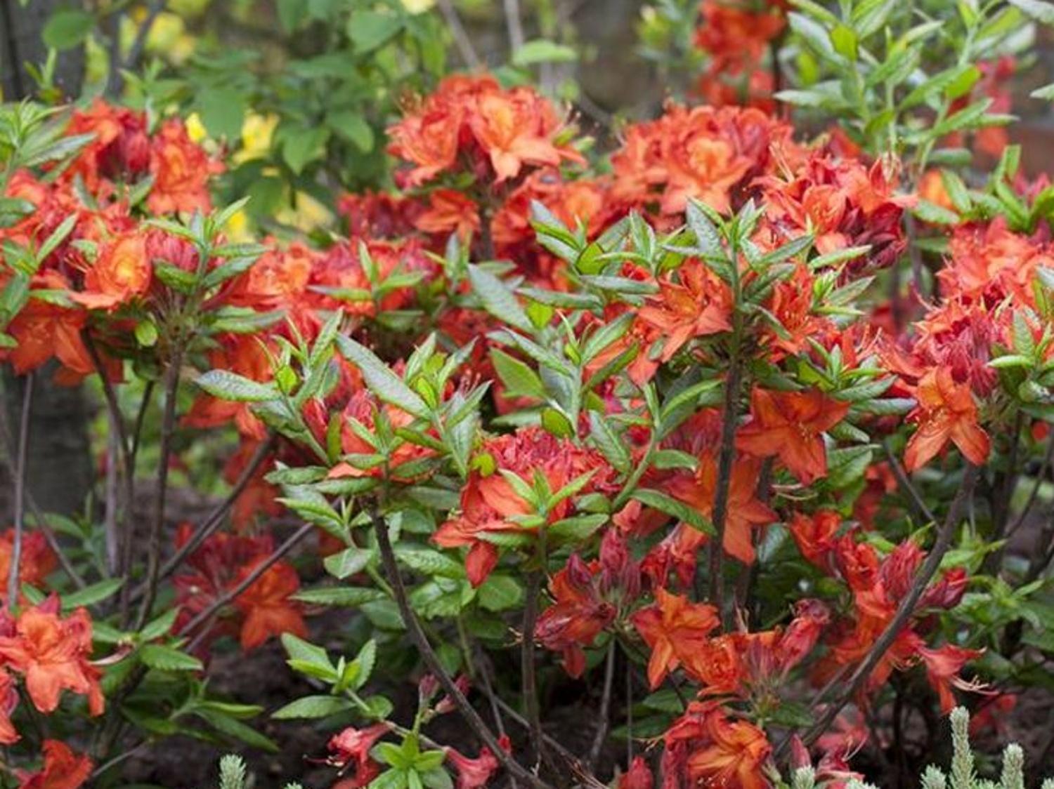 Azalka 'Parkfeuer' Azalea 'Parkfeuer' - Zahradnictv Spomyl