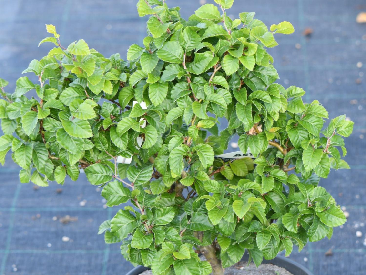 Buk lesn 'Asterix' Fagus sylvatica 'Asterix' - Zahradnictv Spomyl