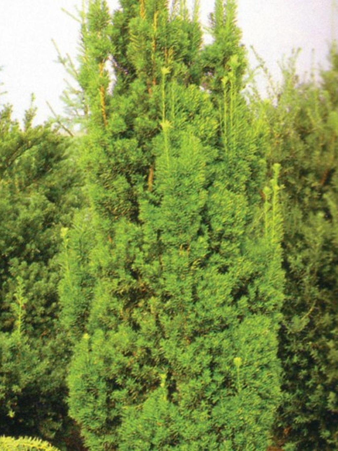 thuja occidentalis emerald Emerald Green Arborvitae - Thuja occidentalis 'Smaragd'