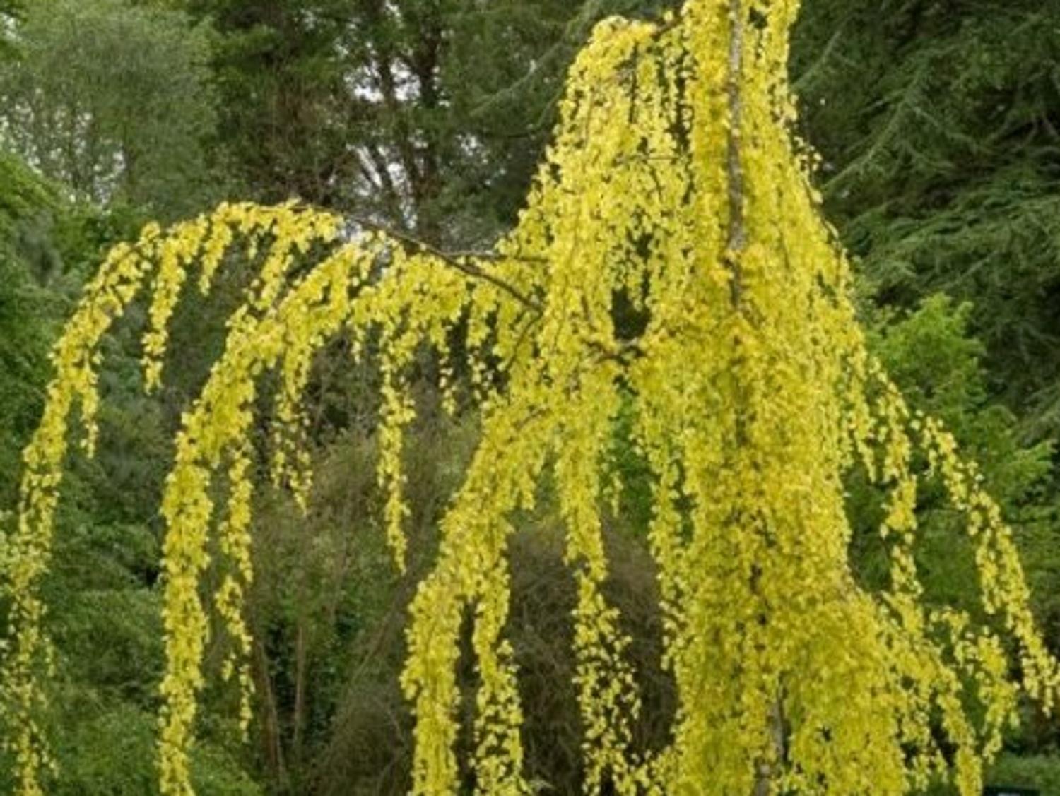 kirschlorbeer knospen Port. Lorbeerkirsche 'Angustifolia' kaufen