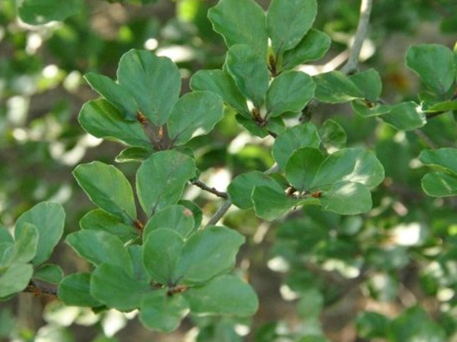 Buk lesn 'Rotundifolia' Fagus sylvatica 'Rotundifolia' - Zahradnictv  Spomyl
