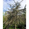 Cedr libanonsk� 'Sargentii Pendula' (Balen� kontejner C450, Tvar v��ka 325-350cm, km�nek 125cm)