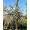 Cedr libanonsk� 'Sargentii Pendula' (Balen� kontejner C450, Tvar v��ka 325-350cm, km�nek 125cm)