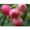 Kanadská borůvka 'Pink Berry'
