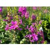Kyprej vrbice 'Robin' - Lythrum salicaria 'Robin'